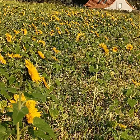Gite Dans Le Pre Hesdin L'Abbe Carly Exterior photo